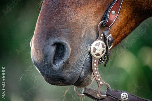 Fototapeta Naklejka Na Ścianę i Meble -  Close up of brown horse nose