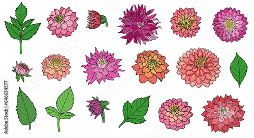 Fototapeta Naklejka Na Ścianę i Meble -  Set of Colorful Dahlia Elements, Hand-drawn Flower Vectors, Blossoms, Leaves, Buds