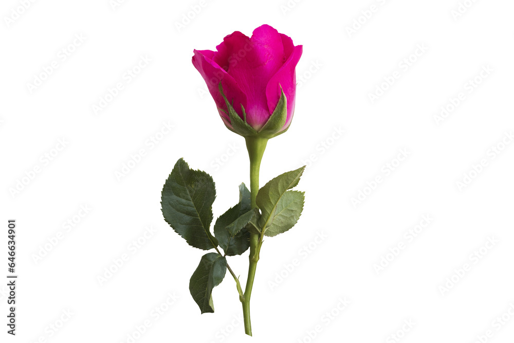 pink flowers rose local flora of asia arrangement flat lay postcard style pink flowers rose local flora of asia arrangement flat lay postcard style