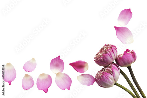 pink flowers lotus local flora of asia arrangement flat lay postcard style 