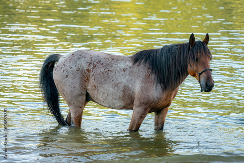 horse standing in lake water