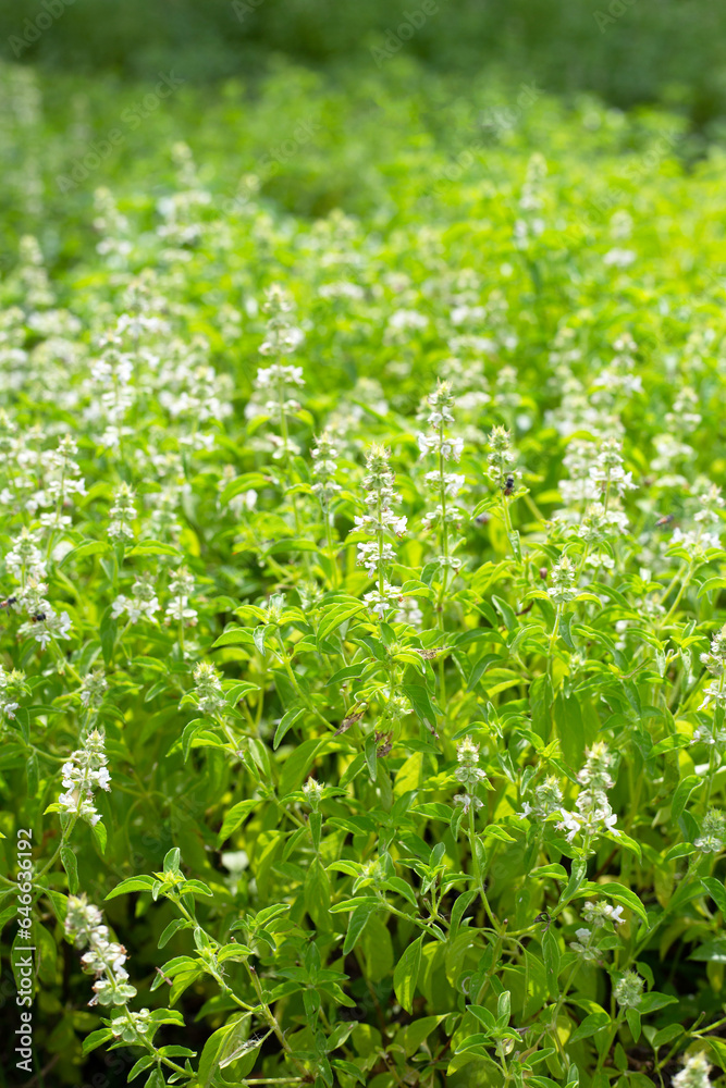 Lemon basil, Hoary basil, Hairy basil Lemon basil, Hoary basil, Hairy basil