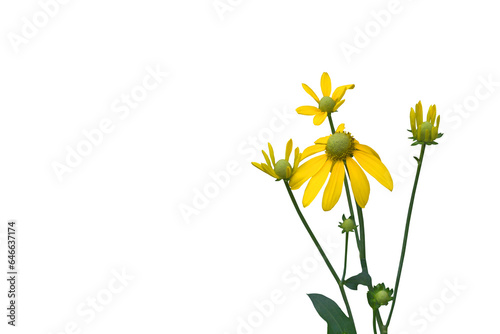 Isolated image of a bouquet of yellow flowers on a png file with a transparent background.