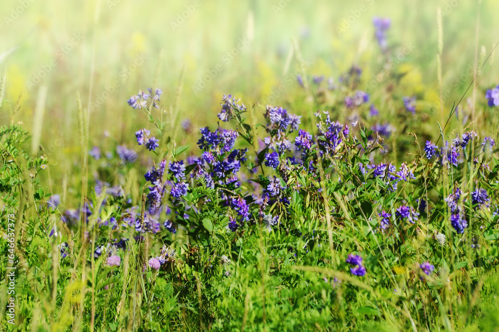 summer meadow with blue wildflowers, shallow depth of field. Morning fog Wildlife of Eastern Siberia