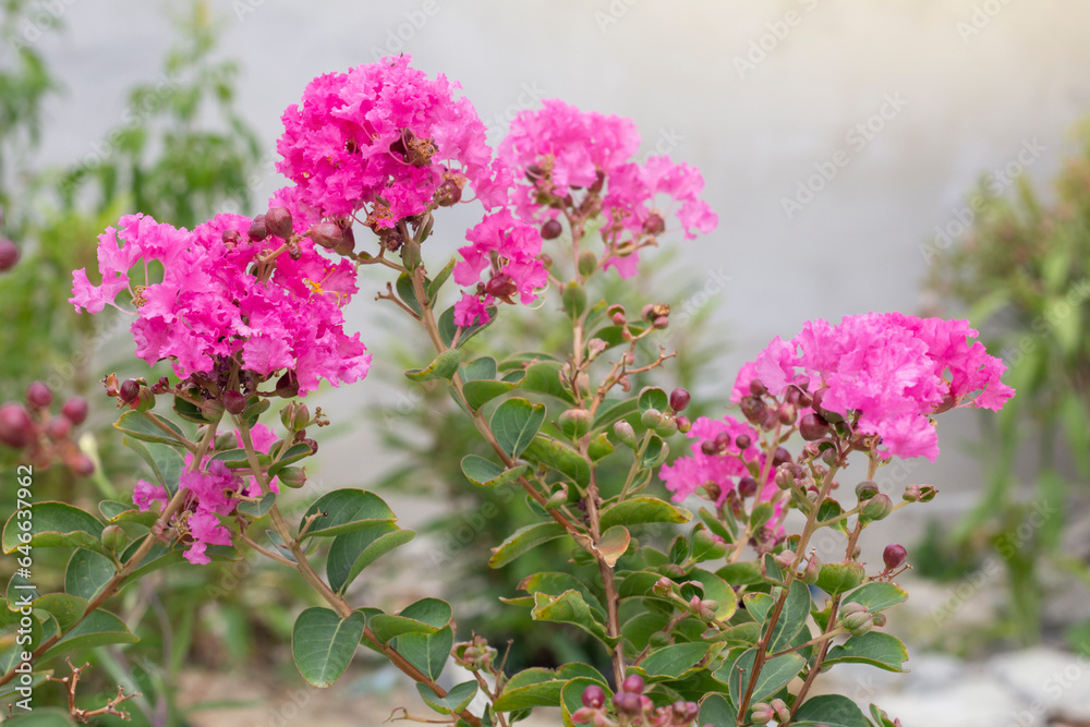 Obraz premium Pink Crape myrtle, Lagerstroemia, Crape flower (Indian Lilac) bloom in the garden on blur nature background.