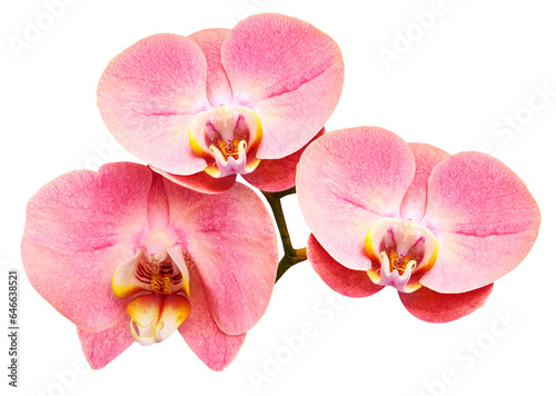Phalaenopsis   pink   flower  black  isolated background with clipping path.  Closeup.  no shadows.   For  design. . Transparent background.   Nature.