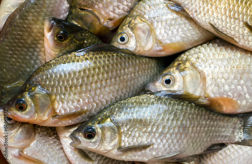 Fototapeta Naklejka Na Ścianę i Meble -  Freshwater river fish crucian carp. Lots of fresh fish.