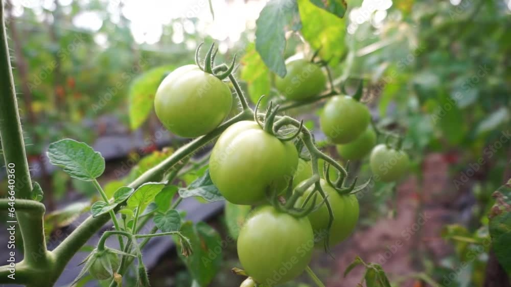 Fertile tomato plants in the plantation. Fertile tomato plants in the plantation.