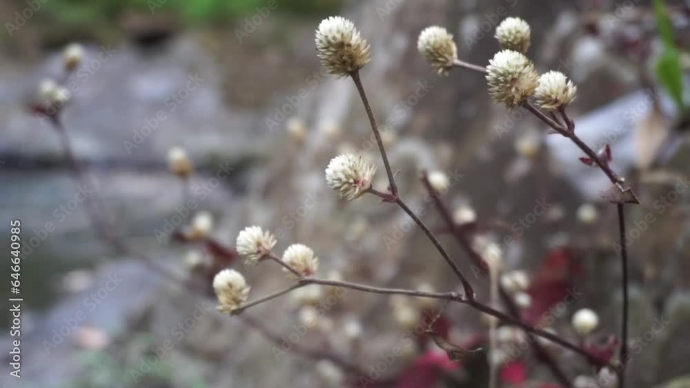 Beautiful wild flowers growing on the riverbank. Beautiful wild flowers growing on the riverbank.