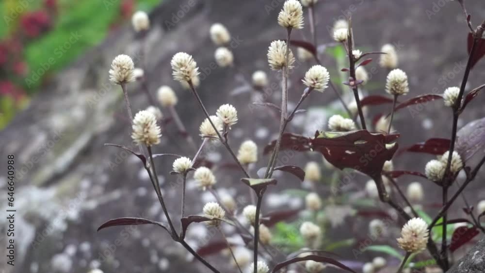 Beautiful wild flowers growing on the riverbank. Beautiful wild flowers growing on the riverbank.