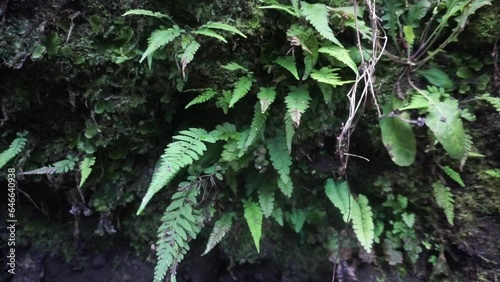 Fern in the forest. photo