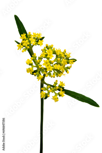 秋の七草　オミナエシ