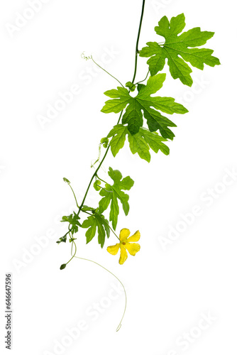 ゴーヤの花　雄花