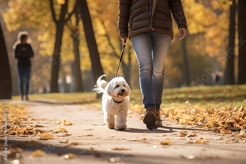 Close up photo of young woman walking with Bichon Havanais dog in public park bonding together morning photo