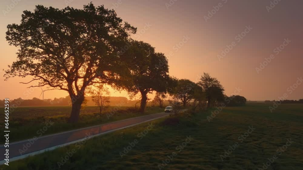 Road with old oak trees and a passenger car passing towards camera, in the morning sun Road with old oak trees and a passenger car passing towards camera, in the morning sun