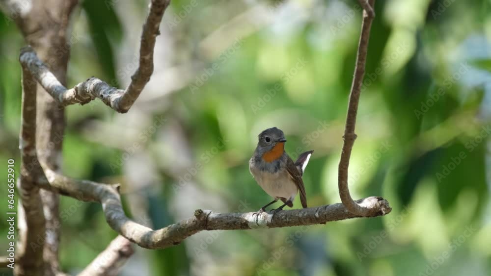 One tiny Red-throated Flycatcher, Ficedula albicilla is perching on a small branch of a tree inside Khao Yai National Park in Thailand. It faced to the right and flew to the bottom left of the frame. One tiny Red-throated Flycatcher, Ficedula albicilla is perching on a small branch of a tree inside Khao Yai National Park in Thailand. It faced to the right and flew to the bottom left of the frame.