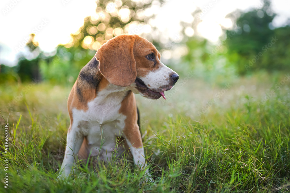 A cute tri-color beagle dog sitting on the green grass out door in the field.