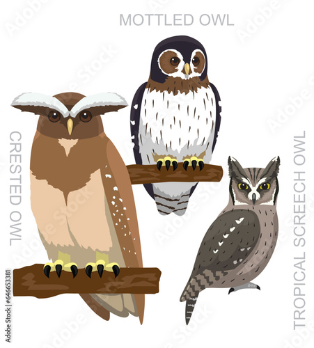 Cute Bird Crested Owl Screech Set Cartoon Vector photo