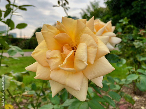 Large light yellow roses