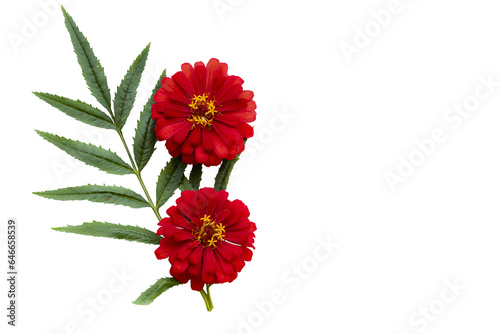 red flowers zinnia elegans local flora of asia arrangement flat lay postcard style 