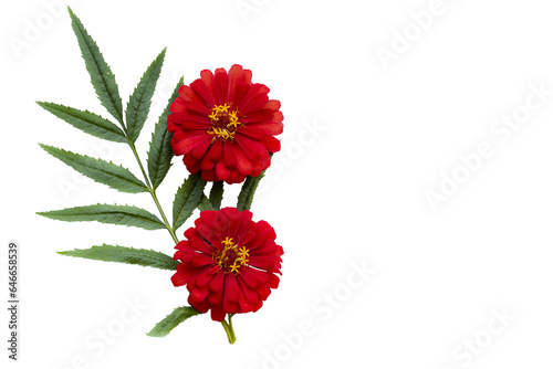 Fototapeta Naklejka Na Ścianę i Meble -  red flowers zinnia elegans local flora of asia arrangement flat lay postcard style 