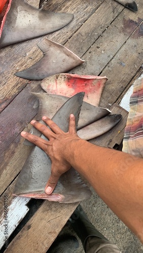 View of sharks that are freely sold in open waters, shark fins. photo