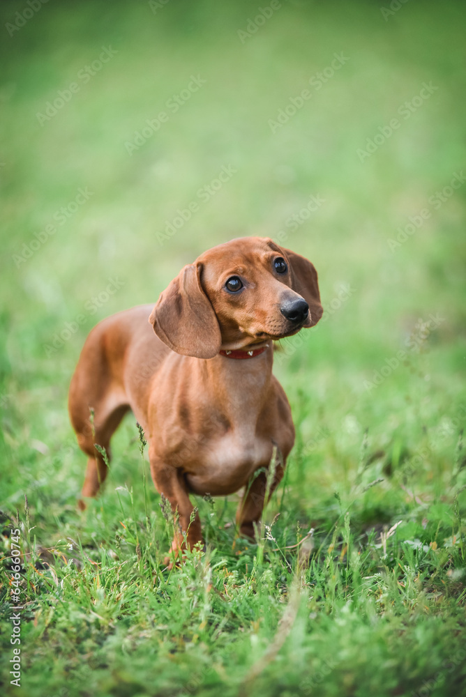little red dachshund on a walk in the park in spring little red dachshund on a walk in the park in spring
