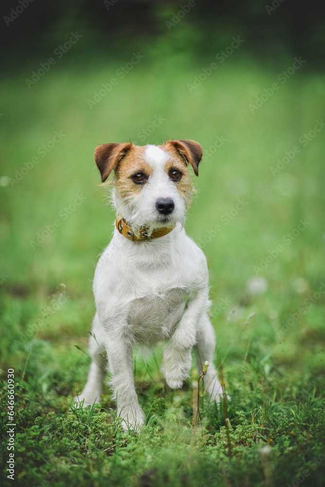 little Jack Russell Terrier in the spring on a walk in the park little Jack Russell Terrier in the spring on a walk in the park
