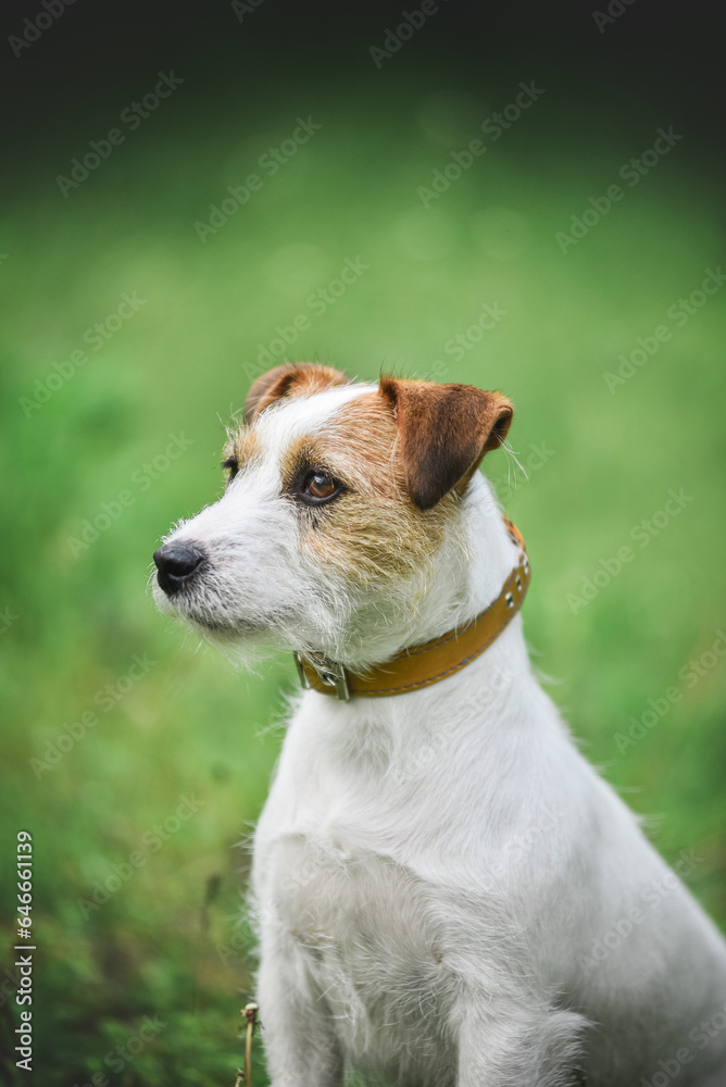 little Jack Russell Terrier in the spring on a walk in the park little Jack Russell Terrier in the spring on a walk in the park
