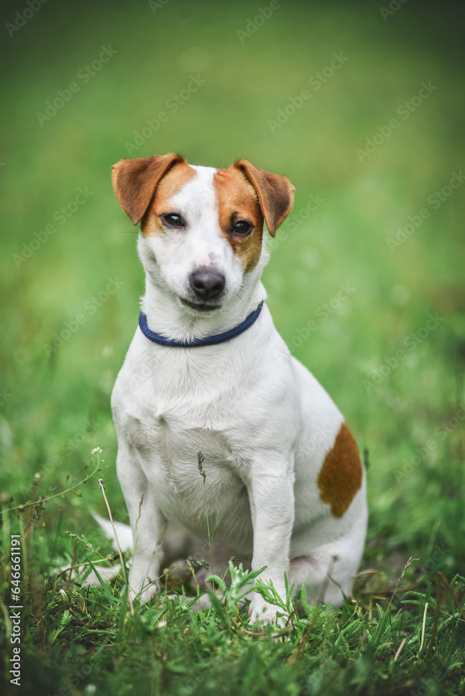 little Jack Russell Terrier in the spring on a walk in the park little Jack Russell Terrier in the spring on a walk in the park