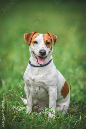 little Jack Russell Terrier in the spring on a walk in the park © Александрина Демидко