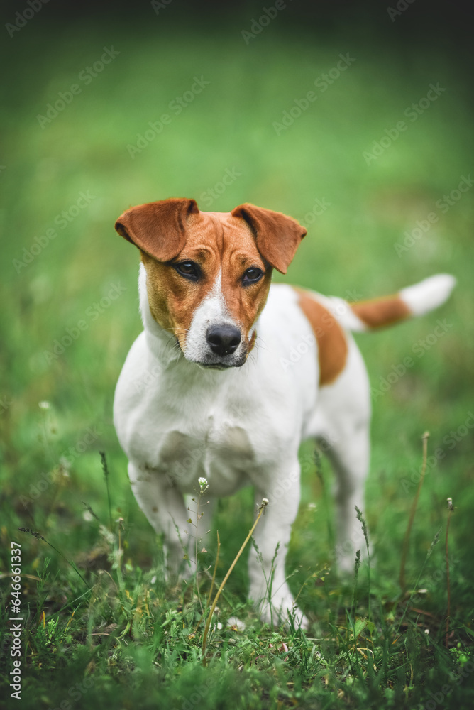 little Jack Russell Terrier in the spring on a walk in the park little Jack Russell Terrier in the spring on a walk in the park