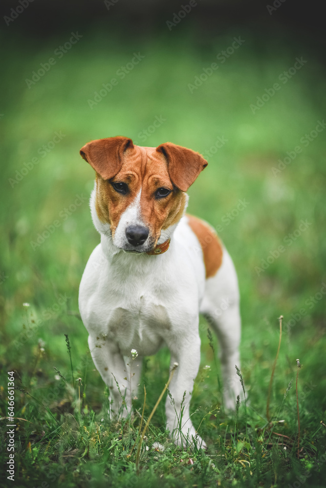 little Jack Russell Terrier in the spring on a walk in the park little Jack Russell Terrier in the spring on a walk in the park