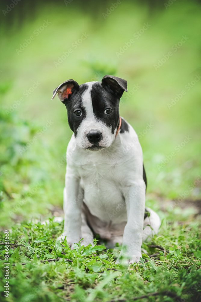 American Staffordshire Terrier on a walk in the park in spring