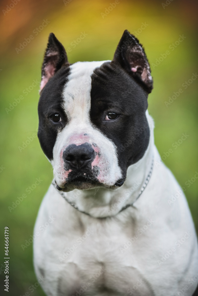 American Staffordshire Terrier on a walk in the park in spring American Staffordshire Terrier on a walk in the park in spring