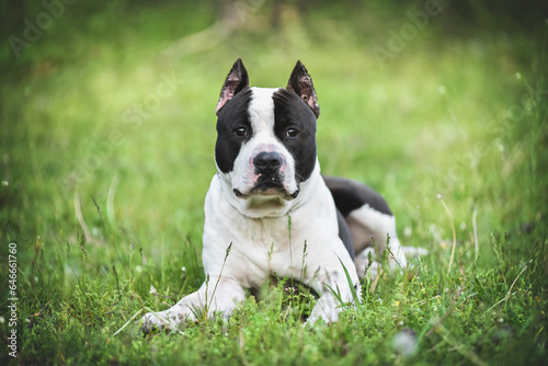 American Staffordshire Terrier on a walk in the park in spring