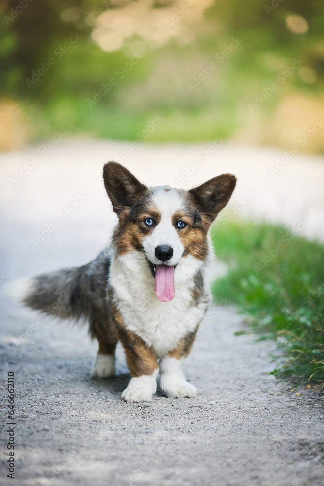 small Welsh Corgi Cardigan puppy with blue eyes sitting on the lawn
small Welsh Corgi Cardigan puppy with blue eyes sitting on the lawn