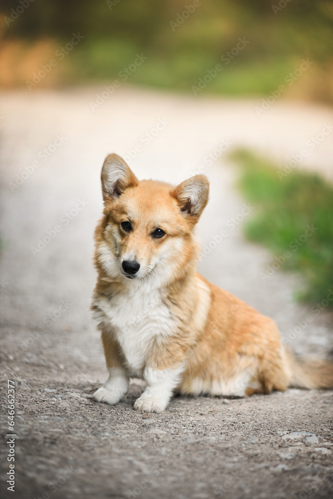 small welsh corgi pembroke puppy sitting on the lawn