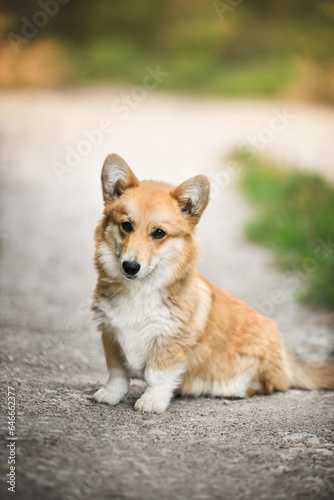 small welsh corgi pembroke puppy sitting on the lawn