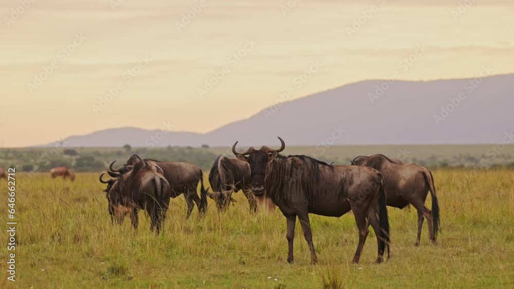 Slow Motion of Wildebeest Grazing in Savannah Plains Landscape Scenery in Africa, Masai Mara Safari Wildlife Animals in Grassland Grass Savanna, Great Migration from Masai Mara to Serengeti Slow Motion of Wildebeest Grazing in Savannah Plains Landscape Scenery in Africa, Masai Mara Safari Wildlife Animals in Grassland Grass Savanna, Great Migration from Masai Mara to Serengeti