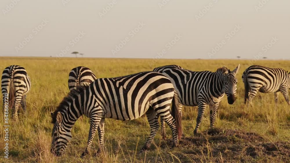 Slow Motion of African Wildlife, Zebra Herd Grazing Savanna, Animals on Africa Safari in Masai Mara in Kenya at Maasai Mara, Beautiful Golden Hour Sunset Sun Light, Steadicam Tracking Shot Slow Motion of African Wildlife, Zebra Herd Grazing Savanna, Animals on Africa Safari in Masai Mara in Kenya at Maasai Mara, Beautiful Golden Hour Sunset Sun Light, Steadicam Tracking Shot