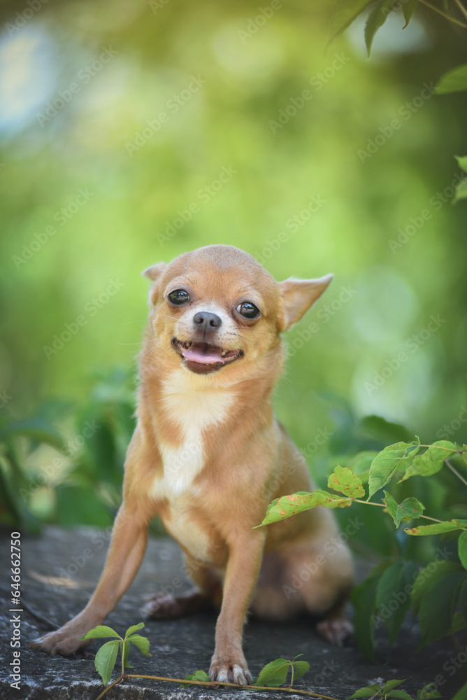 
little chihuahua sits and smiles on a spring sunny day