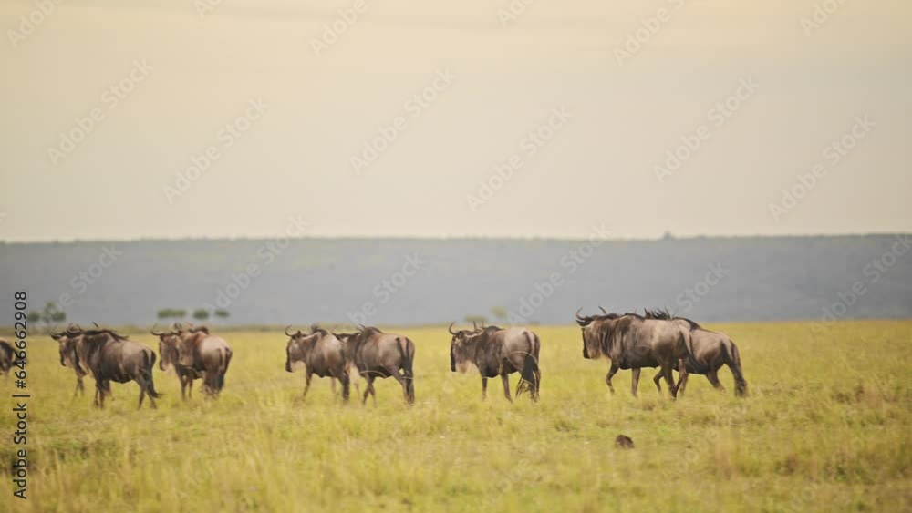 Slow Motion of Wildebeest Herd running in Savanna, Masai Mara African Wildlife Safari Animals in Savannah Landscape Scenery in Kenya, Africa in Maasai Mara during Great Migration Slow Motion of Wildebeest Herd running in Savanna, Masai Mara African Wildlife Safari Animals in Savannah Landscape Scenery in Kenya, Africa in Maasai Mara during Great Migration