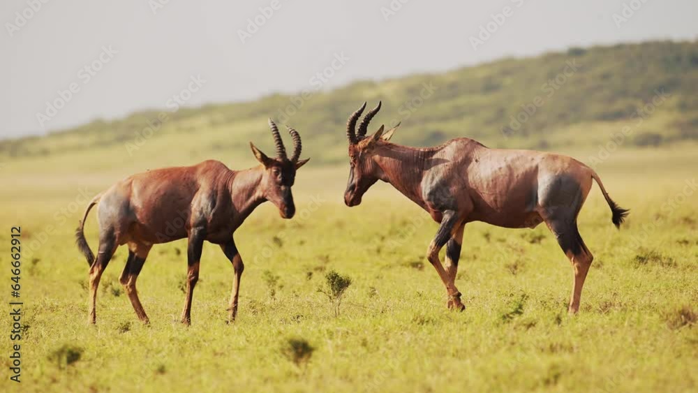 Topi Fighting in Fight, Animals Clashing Antlers and Horns, Banging and Butting Crashing Heads in Territorial Animal Behaviour, Amazing Behavior in Maasai Mara, Kenya, Africa Topi Fighting in Fight, Animals Clashing Antlers and Horns, Banging and Butting Crashing Heads in Territorial Animal Behaviour, Amazing Behavior in Maasai Mara, Kenya, Africa
