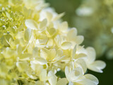 Lush white and yellow hydrangea flowers in summer.