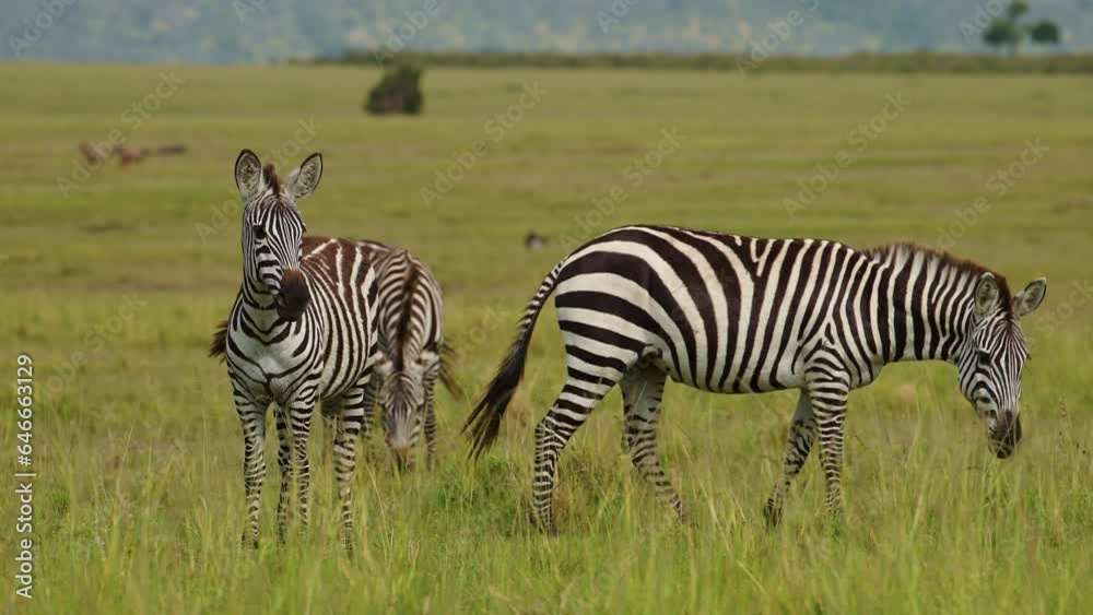 Herd of Zebras close up details grazing on grasses of lush African savannah, Wildlife in Maasai Mara National Reserve, Kenya, Africa Safari Animals in Masai Mara North Conservancy Herd of Zebras close up details grazing on grasses of lush African savannah, Wildlife in Maasai Mara National Reserve, Kenya, Africa Safari Animals in Masai Mara North Conservancy