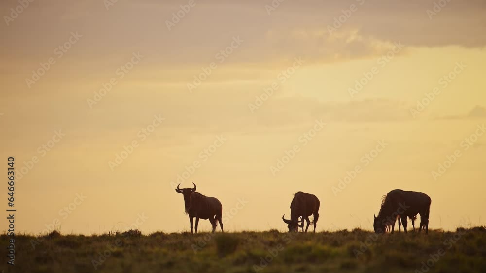 Slow Motion of Africa Wildlife, Wildebeest Herd Under Big Dramatic Beautiful Orange Sunset Stormy Storm Clouds and Sky in Maasai Mara Savannah, Kenya, African Masai Mara Safari Animals Slow Motion of Africa Wildlife, Wildebeest Herd Under Big Dramatic Beautiful Orange Sunset Stormy Storm Clouds and Sky in Maasai Mara Savannah, Kenya, African Masai Mara Safari Animals
