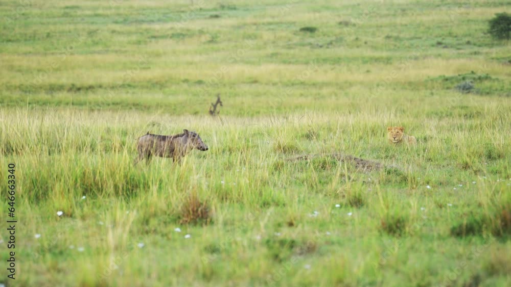 Lion closes in on warthog over empty lush savannah, young lion learning to hunt for survival in tough ecosystem of the Maasai Mara National Reserve, Kenya Lion closes in on warthog over empty lush savannah, young lion learning to hunt for survival in tough ecosystem of the Maasai Mara National Reserve, Kenya