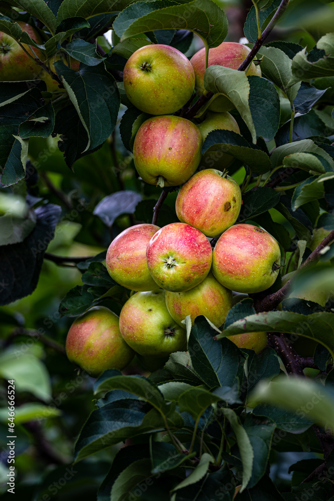 apple growing on branch