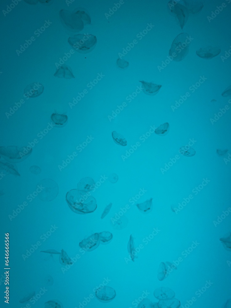 MEDUSAS MEDUSAS